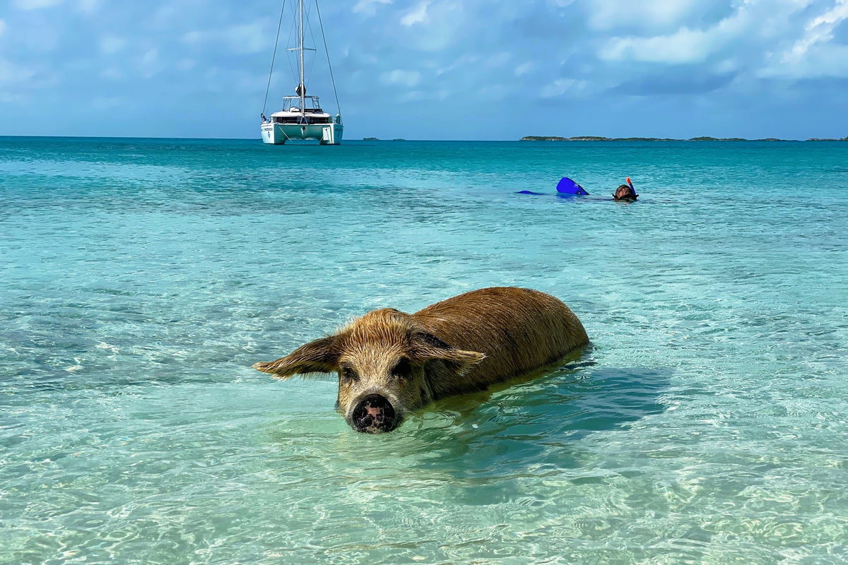 Bahamas Calling – 14 Tage Segelabenteuer im Aquarium der Karibik